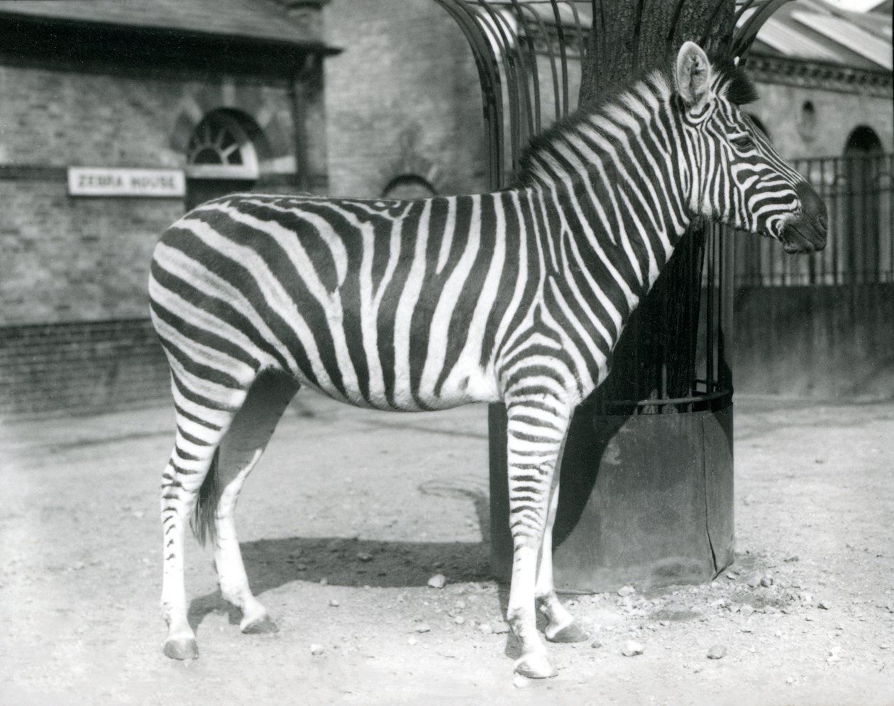 Een zebra staat in de paddock buiten het Zebrahuis in de London Zoo in 1925 (zwart-wit foto) door Frederick William Bond