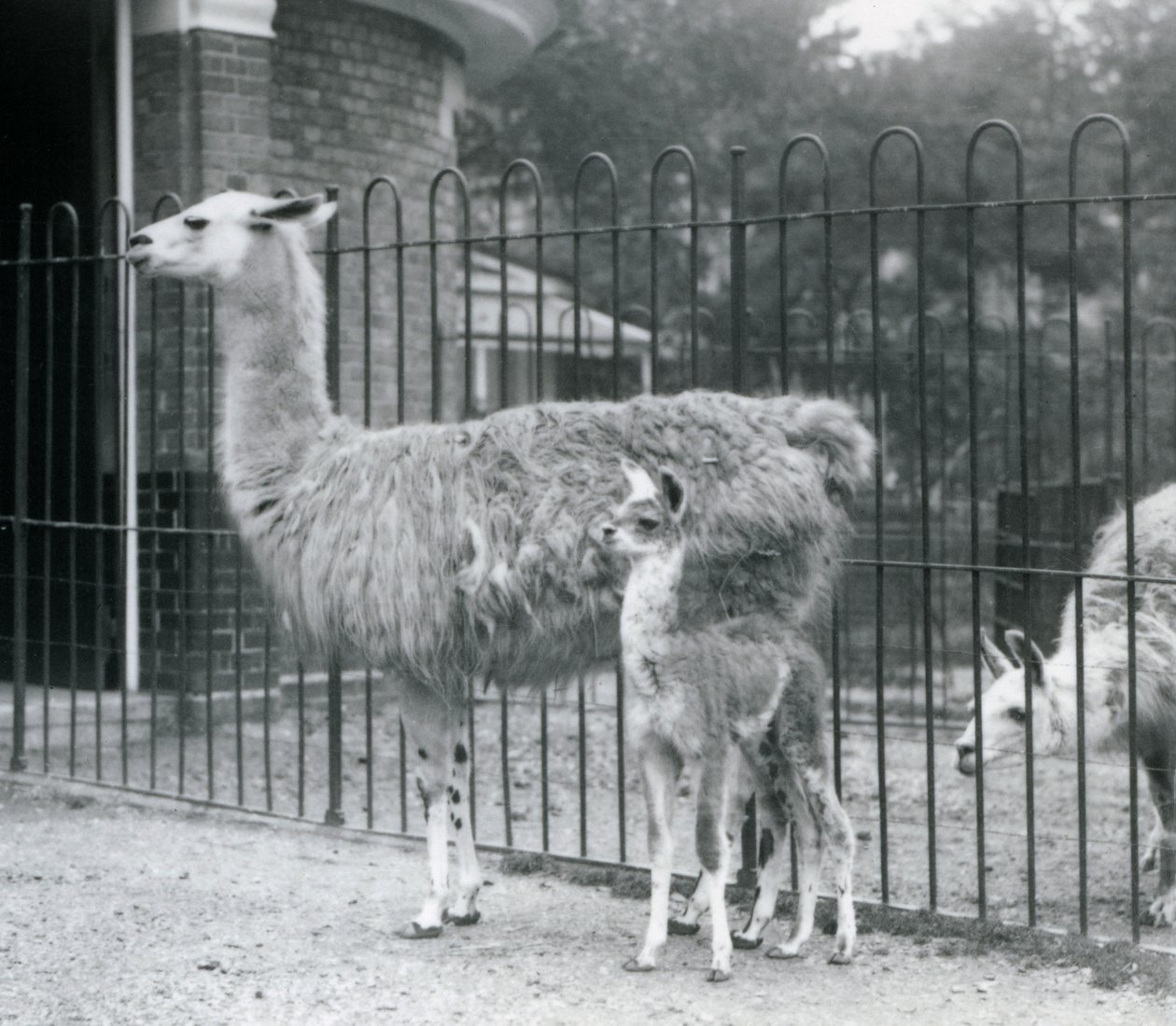 Een baby lama of cria met zijn moeder bij de London Zoo, 1926 door Frederick William Bond