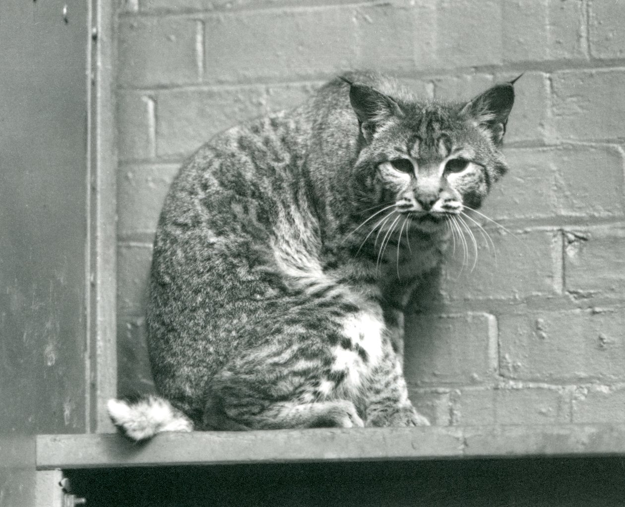 Een rode lynx kijkend vanaf een richel in zijn verblijf, London Zoo, maart 1925 door Frederick William Bond