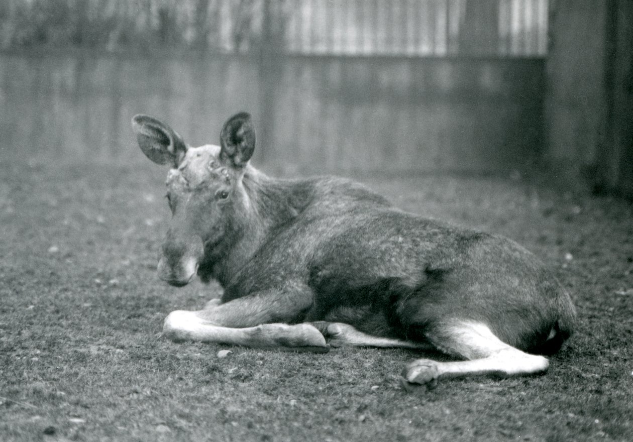 Een stier Eland met littekens van recent afgeworpen gewei, liggend in London Zoo, januari 1926 door Frederick William Bond