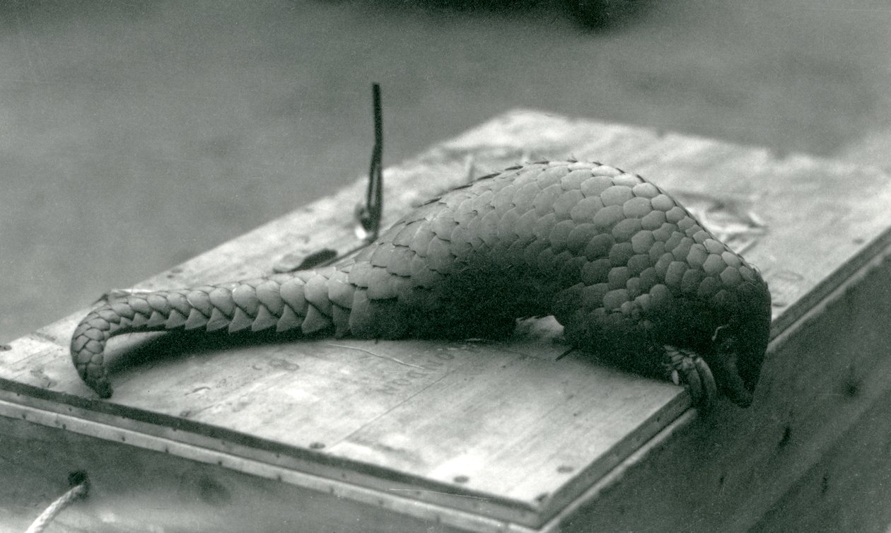 Een ernstig bedreigde Chinese pangolin kijkt over de rand van de houten kist waarop hij zit, London Zoo, juli 1925 door Frederick William Bond