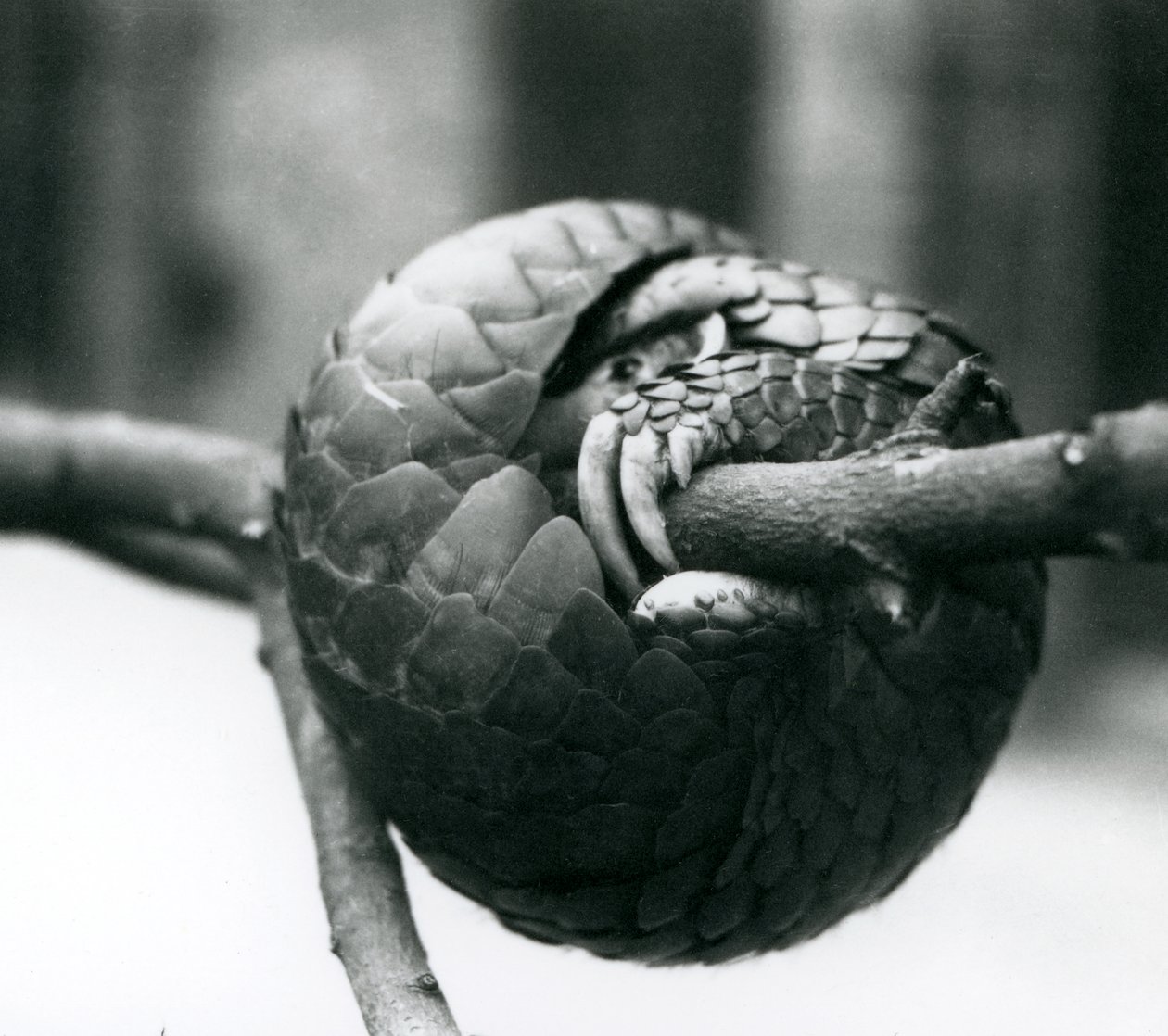 Een ernstig bedreigde Chinese pangolin rustend, opgerold rond een horizontale tak, London Zoo, voor 1930 door Frederick William Bond