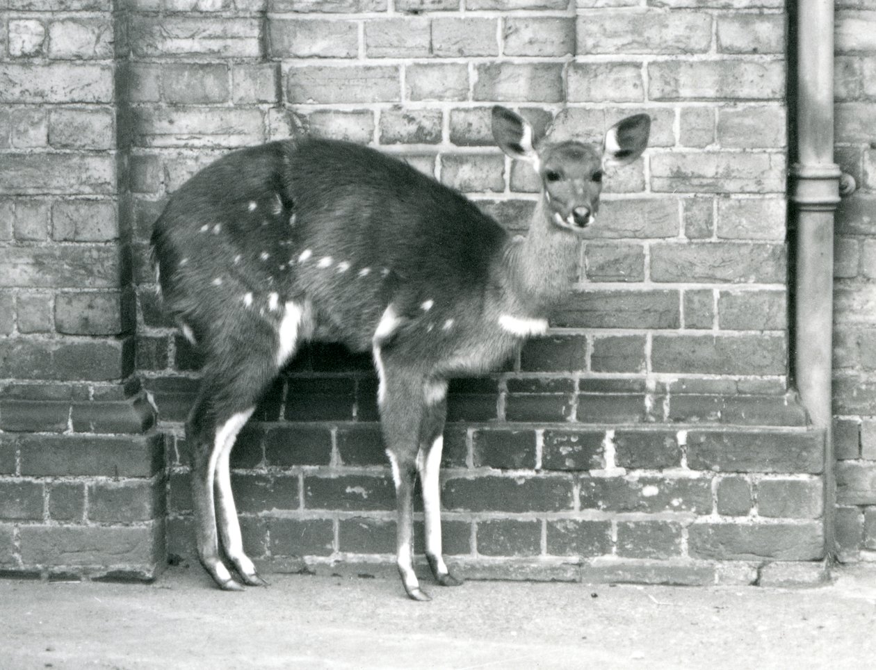 Een vrouwelijke Kaapse BosbokImbabala staand tegen een muur in London Zoo in oktober 1927 door Frederick William Bond