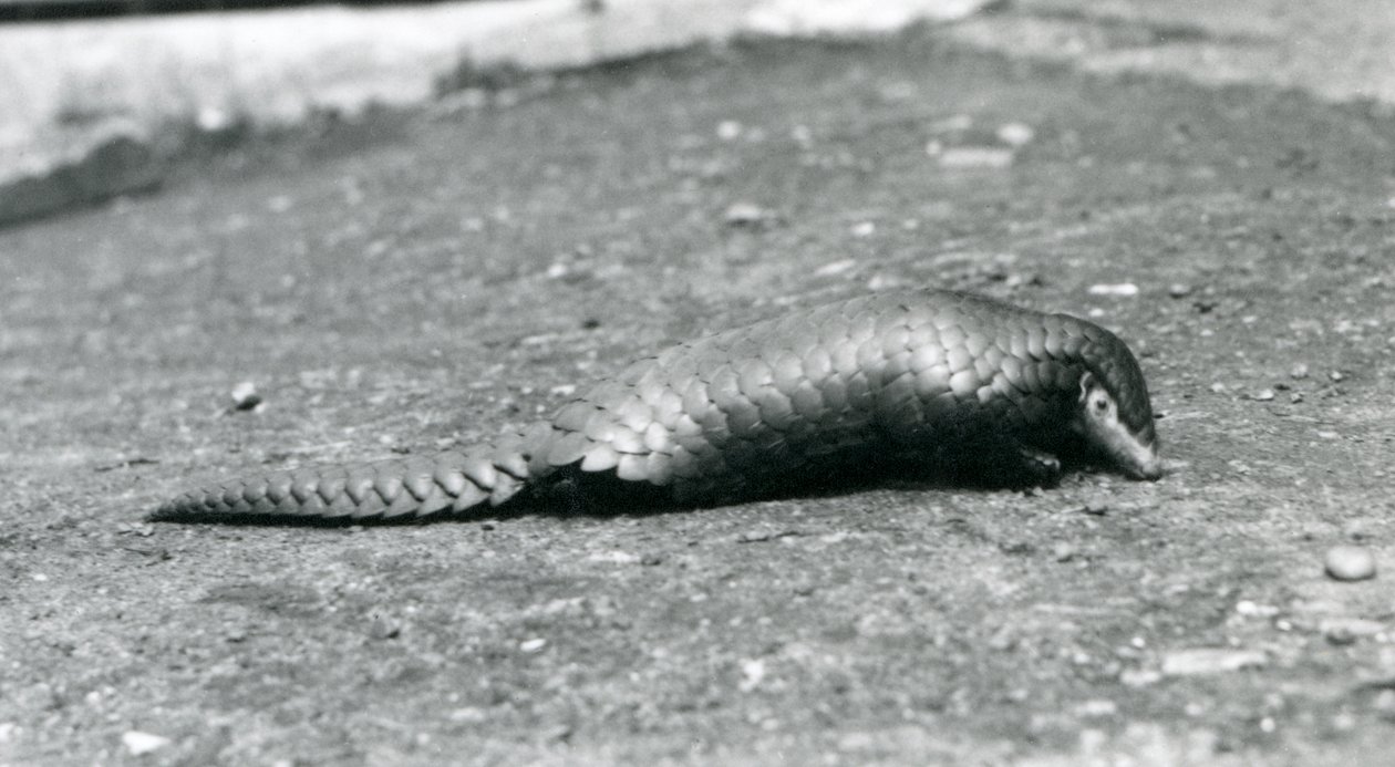 Een vrouwelijke Chinese Schubdier in de London Zoo in augustus 1925 door Frederick William Bond