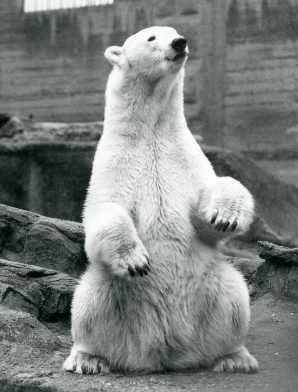 Een vrouwelijke ijsbeer zittend op haar achterwerk op de Mappin Terrassen in London Zoo in september 1928 door Frederick William Bond
