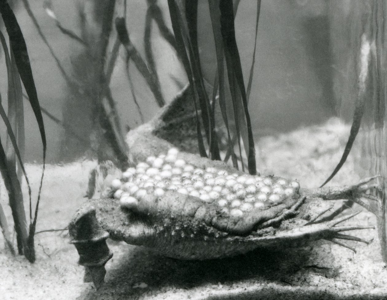 Een vrouwelijke Surinaamse Pad met haar eieren ingebed in de huid van haar rug, London Zoo door Frederick William Bond