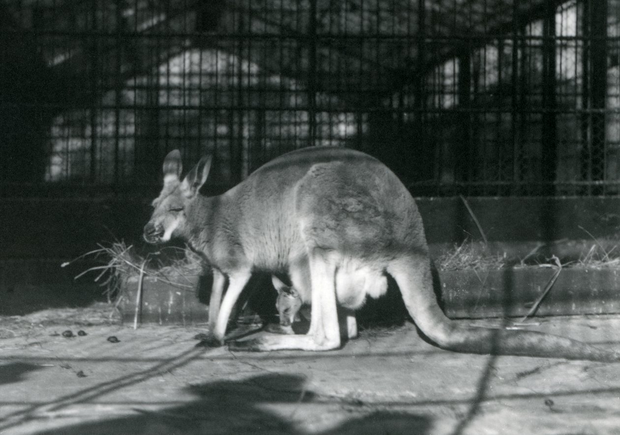 Een vrouwelijke rode kangoeroe met haar jong in haar buidel, London Zoo, 1922 door Frederick William Bond