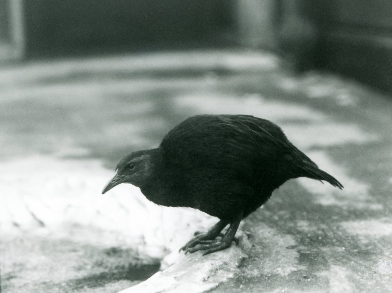 Een looploze WekaMaori henWoodhen in London Zoo in 1927 door Frederick William Bond