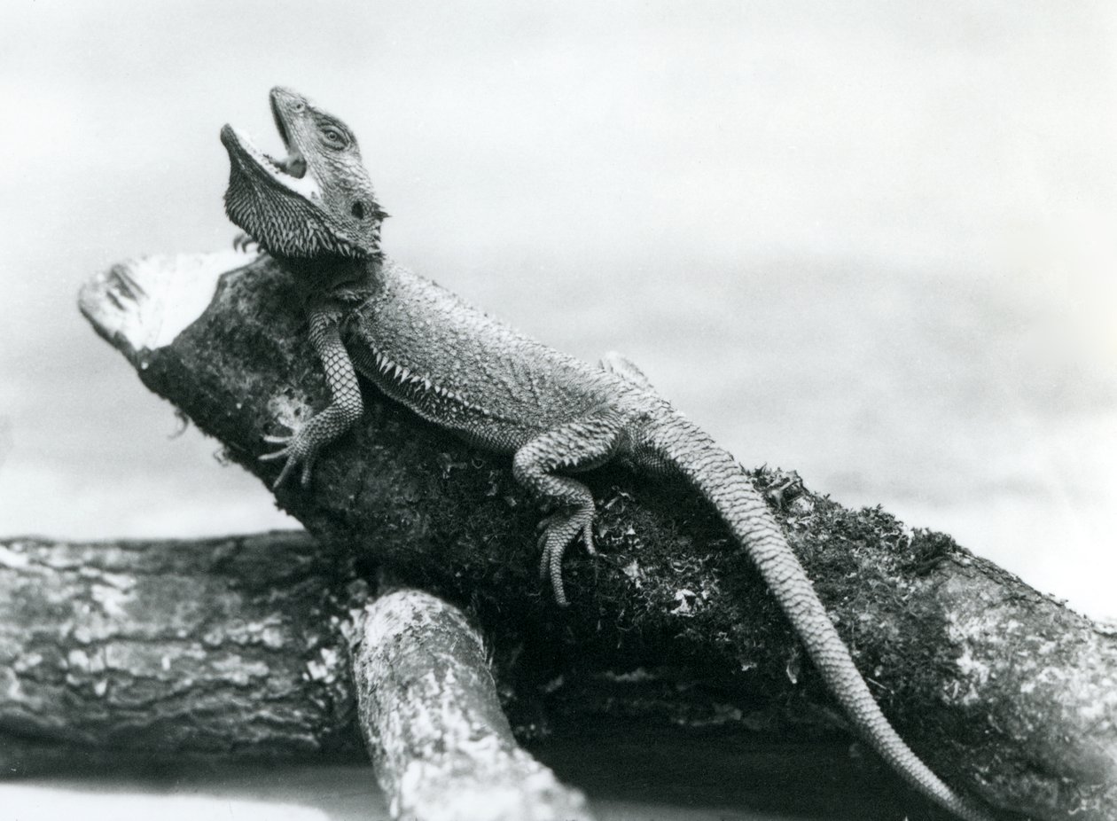 Een gapende baardagaam die zich vasthoudt aan een boomstam, London Zoo, augustus 1928 door Frederick William Bond