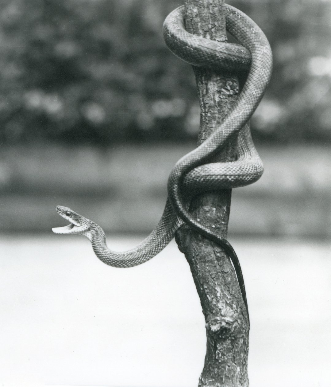 Een gapende Texas Rattenslang opgerold rond een verticale tak in London Zoo in augustus 1928 (zwart-wit foto) door Frederick William Bond