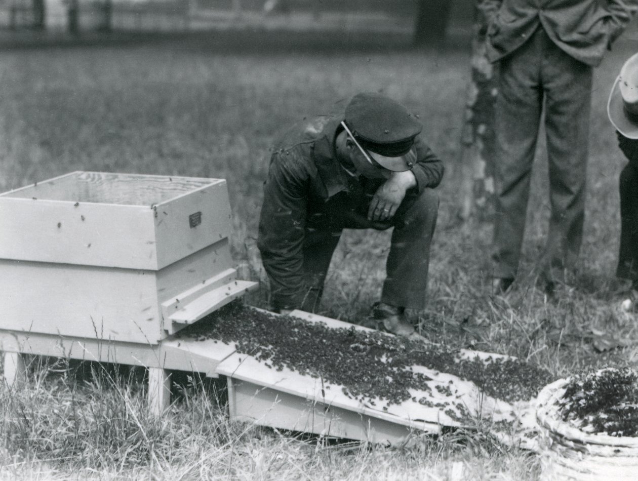 Een groep verzorgers, waaronder Brown, verplaatst een zwerm honingbijen, London Zoo, juli 1926 door Frederick William Bond