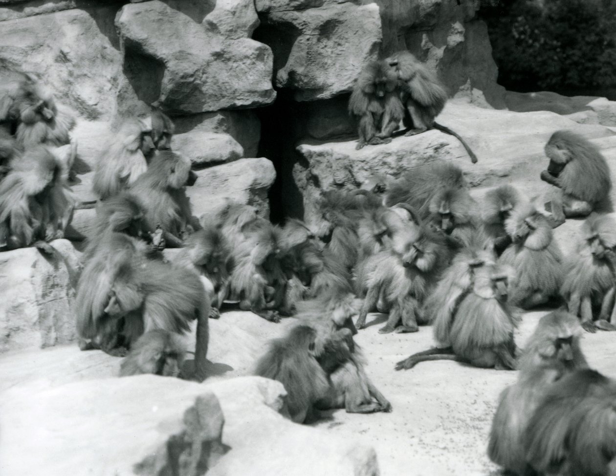 Een groep of troep Heilige Baviaan zittend op rotsen in hun verblijf, London Zoo, juli 1925 door Frederick William Bond