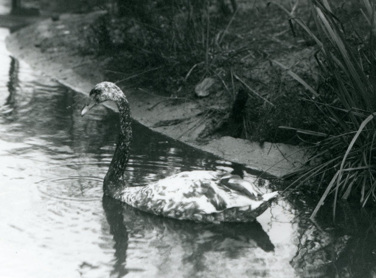 Een hybride zwaan, Mute x Zwart, zwemmend in een vijver in de London Zoo in 1927 door Frederick William Bond