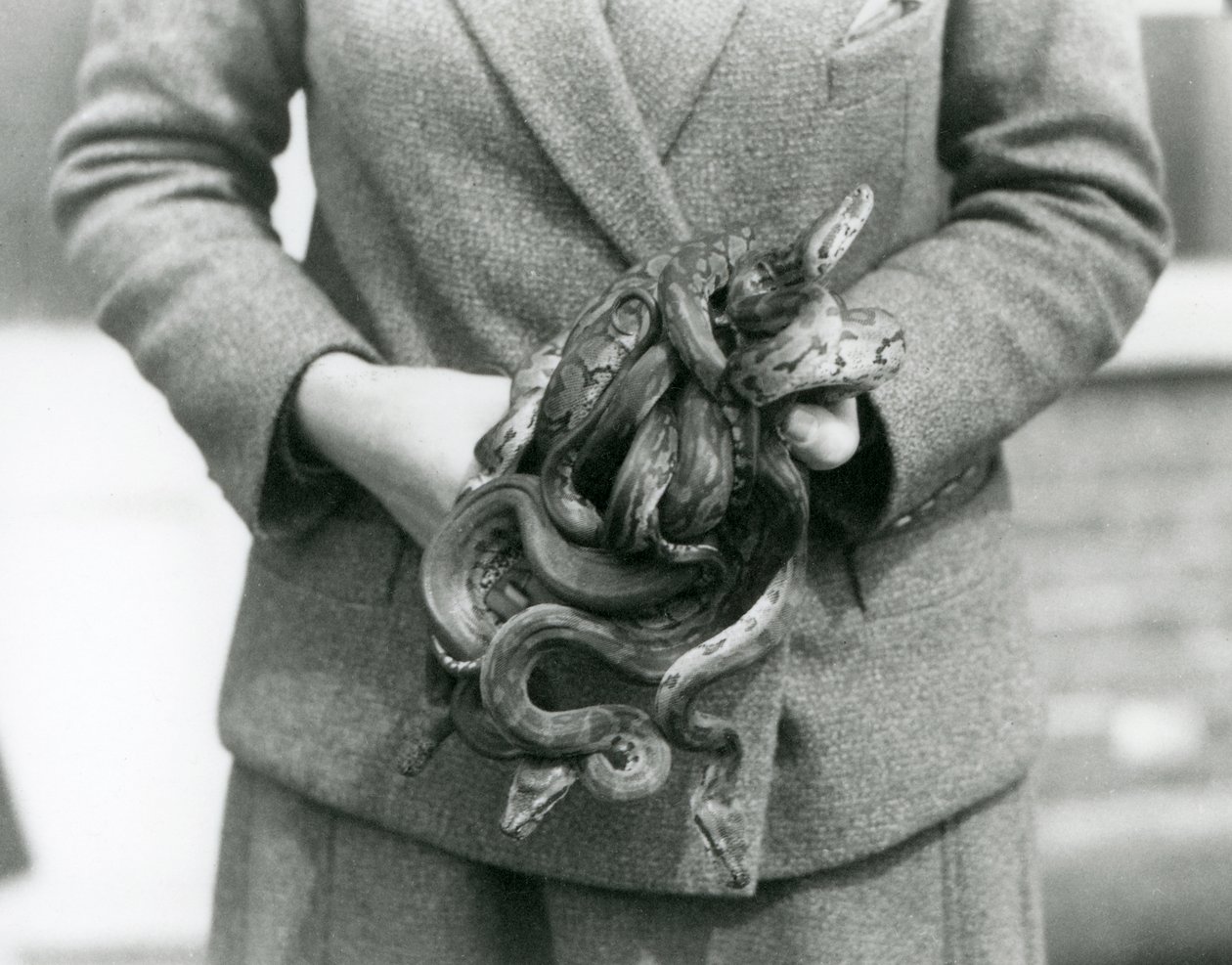 Een verzorger die een knoop van jonge Koninklijke of Balpythons vasthoudt in London Zoo in 1931 door Frederick William Bond