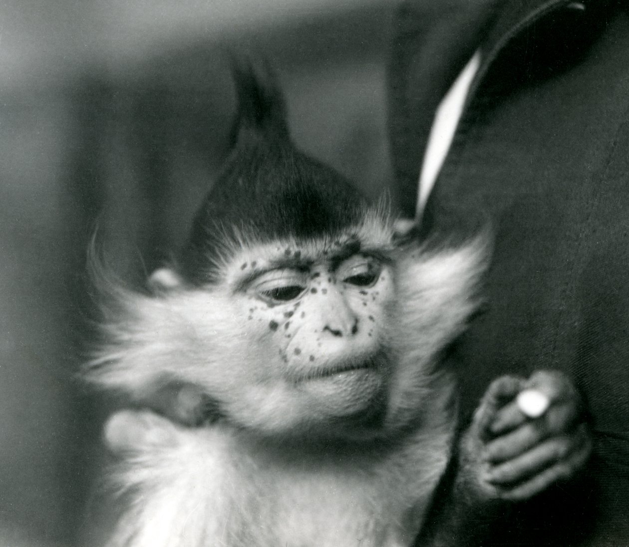 Een verzorger houdt Freckles vast, een Zwarte Kuifmangabey of Congo Mangabey, London Zoo, 1924 door Frederick William Bond