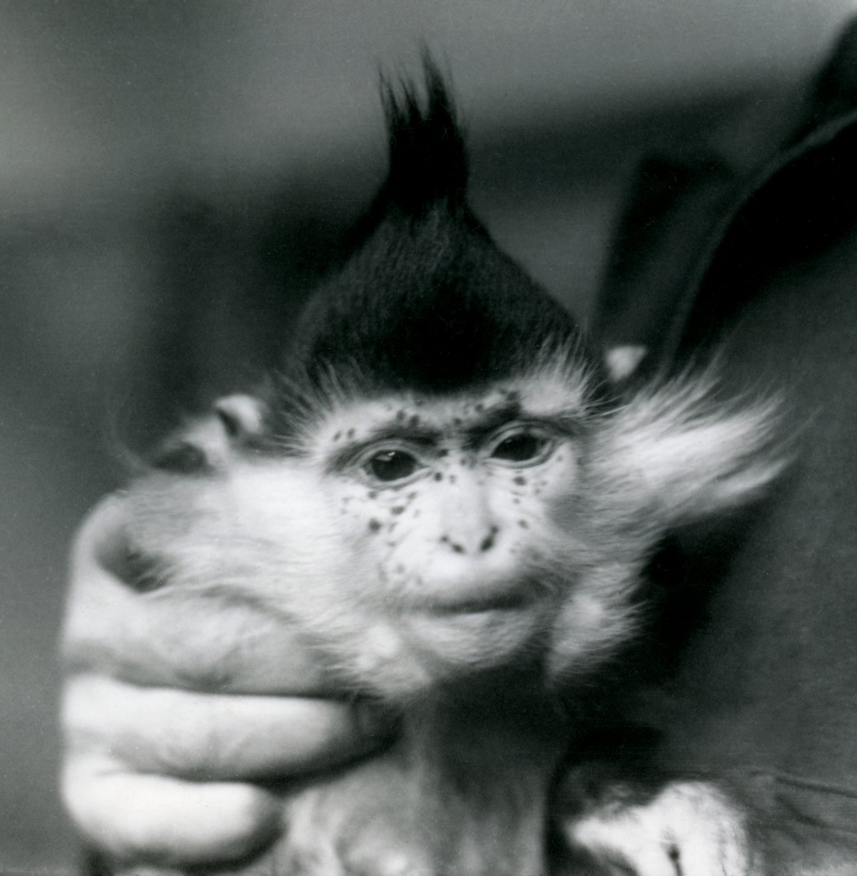 Een verzorger houdt Freckles vast, een Zwarte Kuifmangabey of Congo Mangabey, London Zoo, 1924 door Frederick William Bond