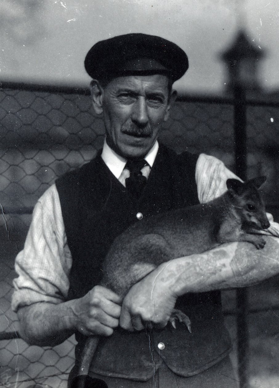 Een verzorger houdt een wallaby vast, oktober 1920 door Frederick William Bond