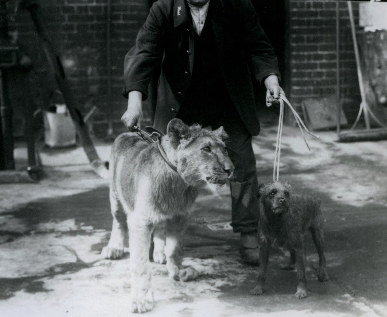Een verzorger die een Ierse Terriër en een jonge Leeuw uitlaat, London Zoo, september 1925 door Frederick William Bond