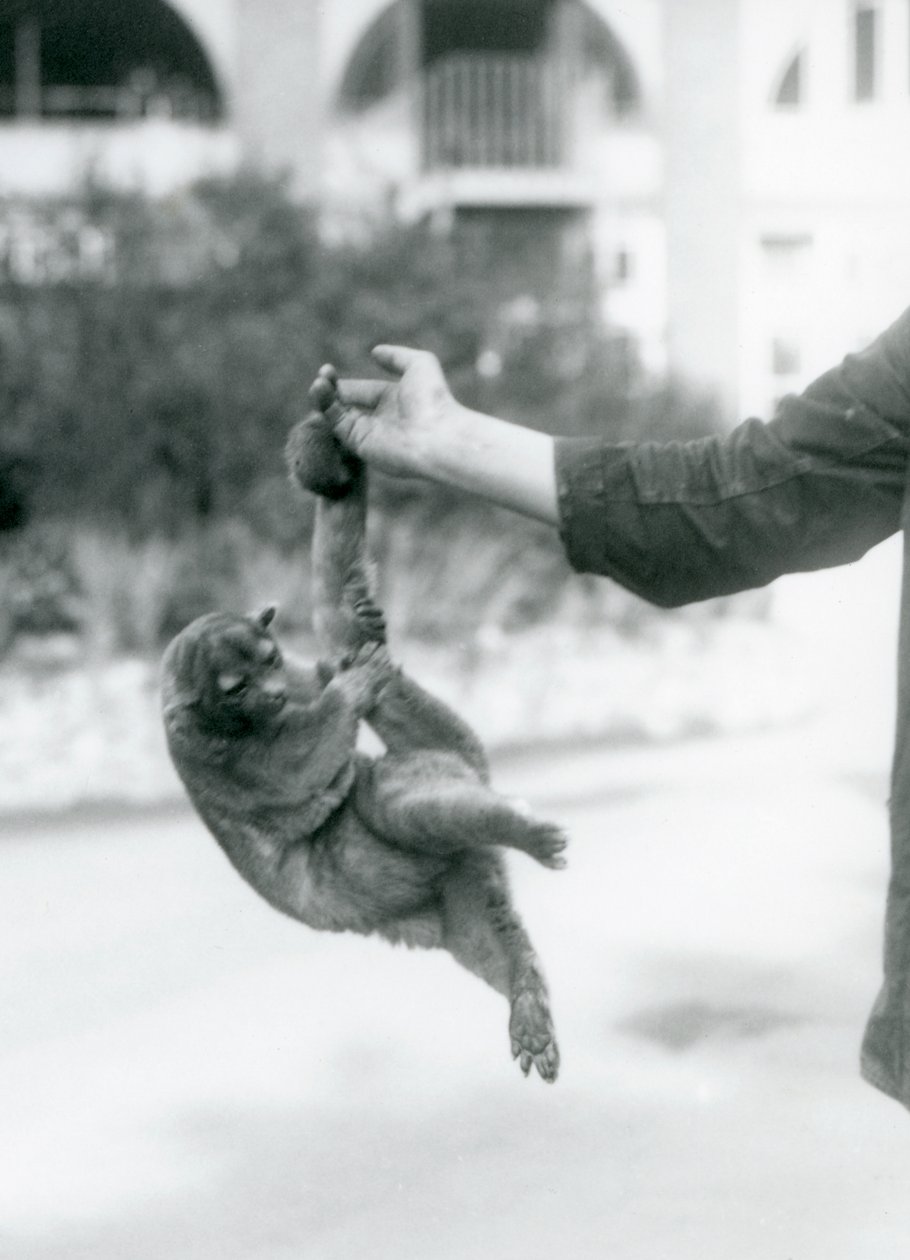 Een Kinkajoe opgehangen aan de vinger van een verzorger door zijn grijpstaart, London Zoo, september 1925 door Frederick William Bond