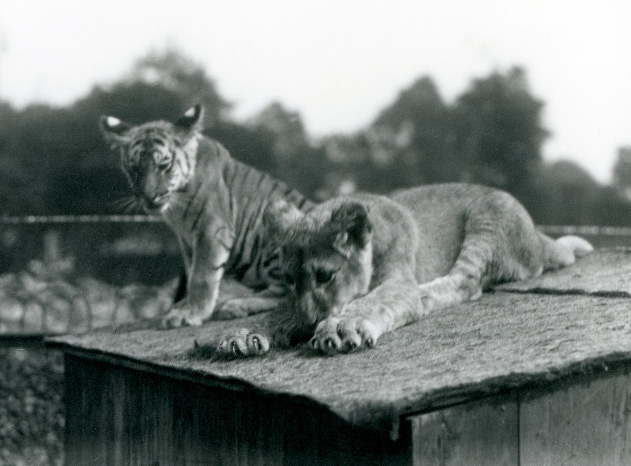Een leeuwen- en tijgerwelp zitten samen op het dak van hun verblijf, London Zoo, september 1925 door Frederick William Bond