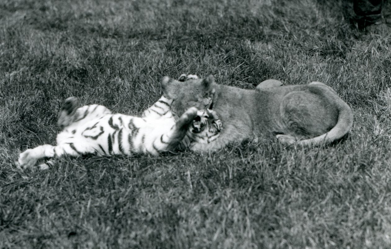 Een leeuwen- en tijgerwelp worstelen op het gras, London Zoo, september 1925 door Frederick William Bond