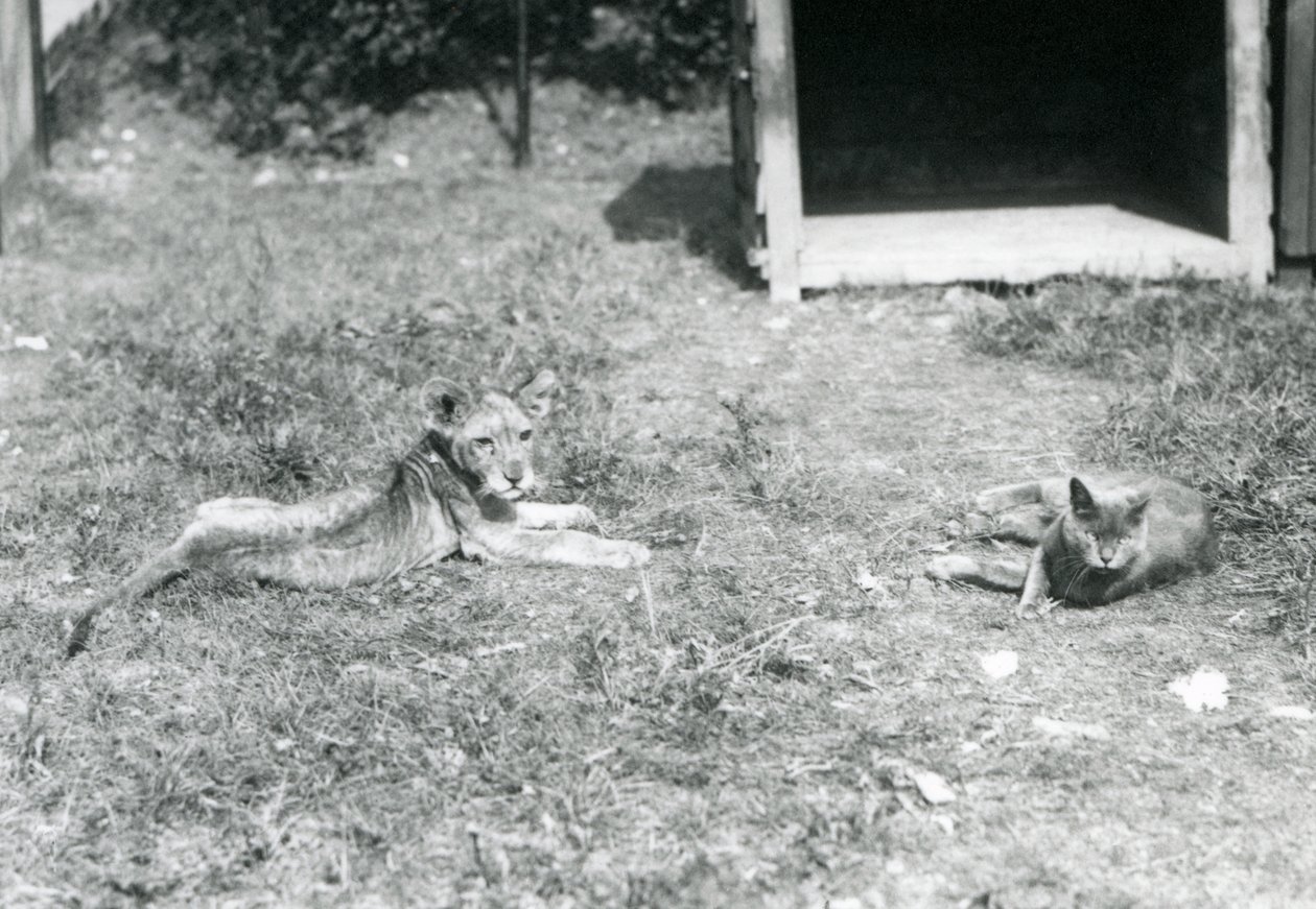 Een leeuwenwelp liggend op een grasveld, nabij een open houten krat, met een huiskat, London Zoo, juli 1925 door Frederick William Bond