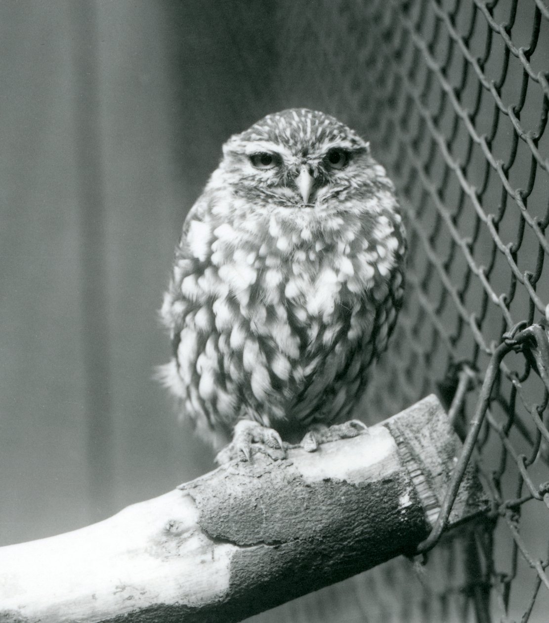 Een kleine uil die op een tak zit naast het gaas van zijn verblijf, London Zoo, november 1925 door Frederick William Bond