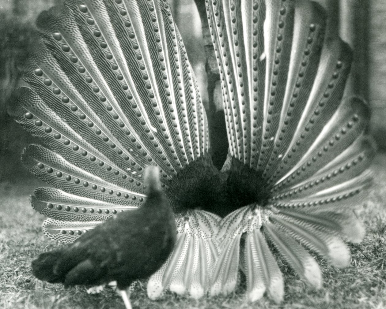 Een mannelijke Argusfazant hofmakerij, met een vrouwtje naast hem, London Zoo, januari 1926 door Frederick William Bond