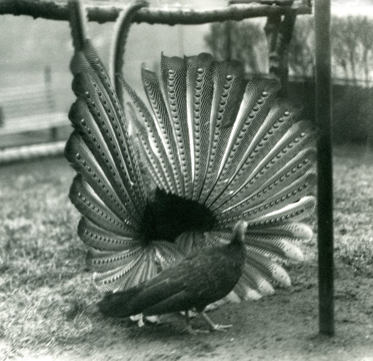Een mannelijke Argusfazant hofmakerij, met een vrouwtje naast hem, London Zoo, januari 1926 door Frederick William Bond