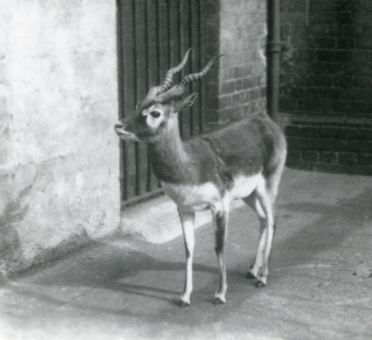 Een mannelijke Zwartebok staand in zijn verblijf in de London Zoo in juni 1925 door Frederick William Bond