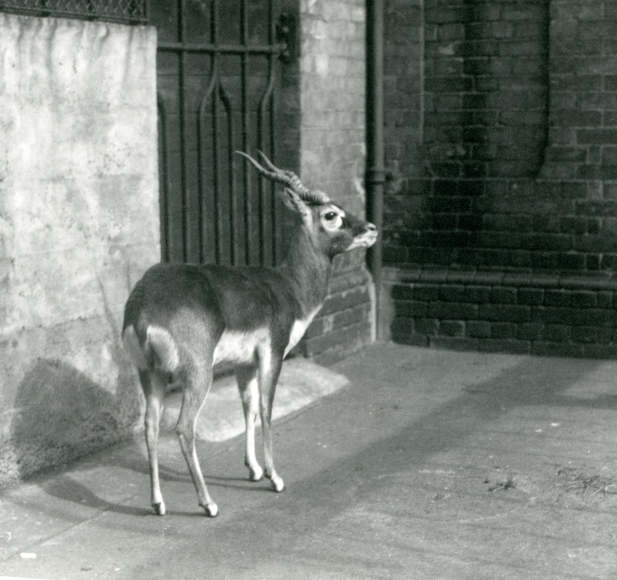 Een mannelijke Zwartebok staand in zijn verblijf in de London Zoo in juni 1925 door Frederick William Bond