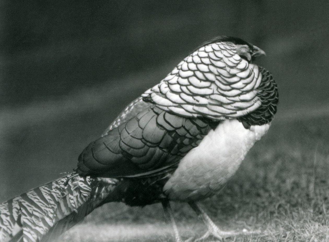 Een mannelijke Lady Amherst fazant, staand op gras, London Zoo door Frederick William Bond