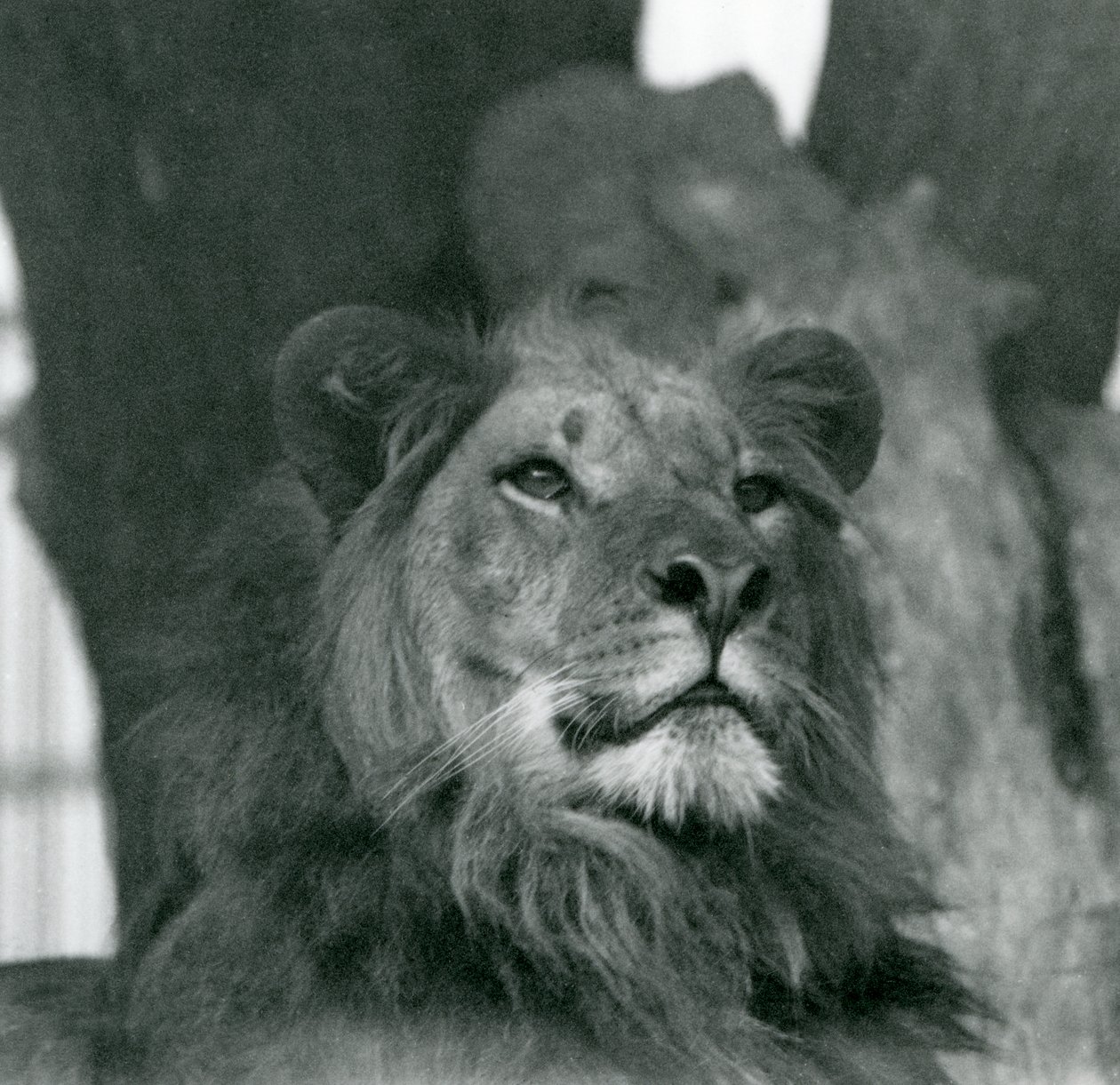 Een mannelijke leeuw in de London Zoo in 1929 door Frederick William Bond