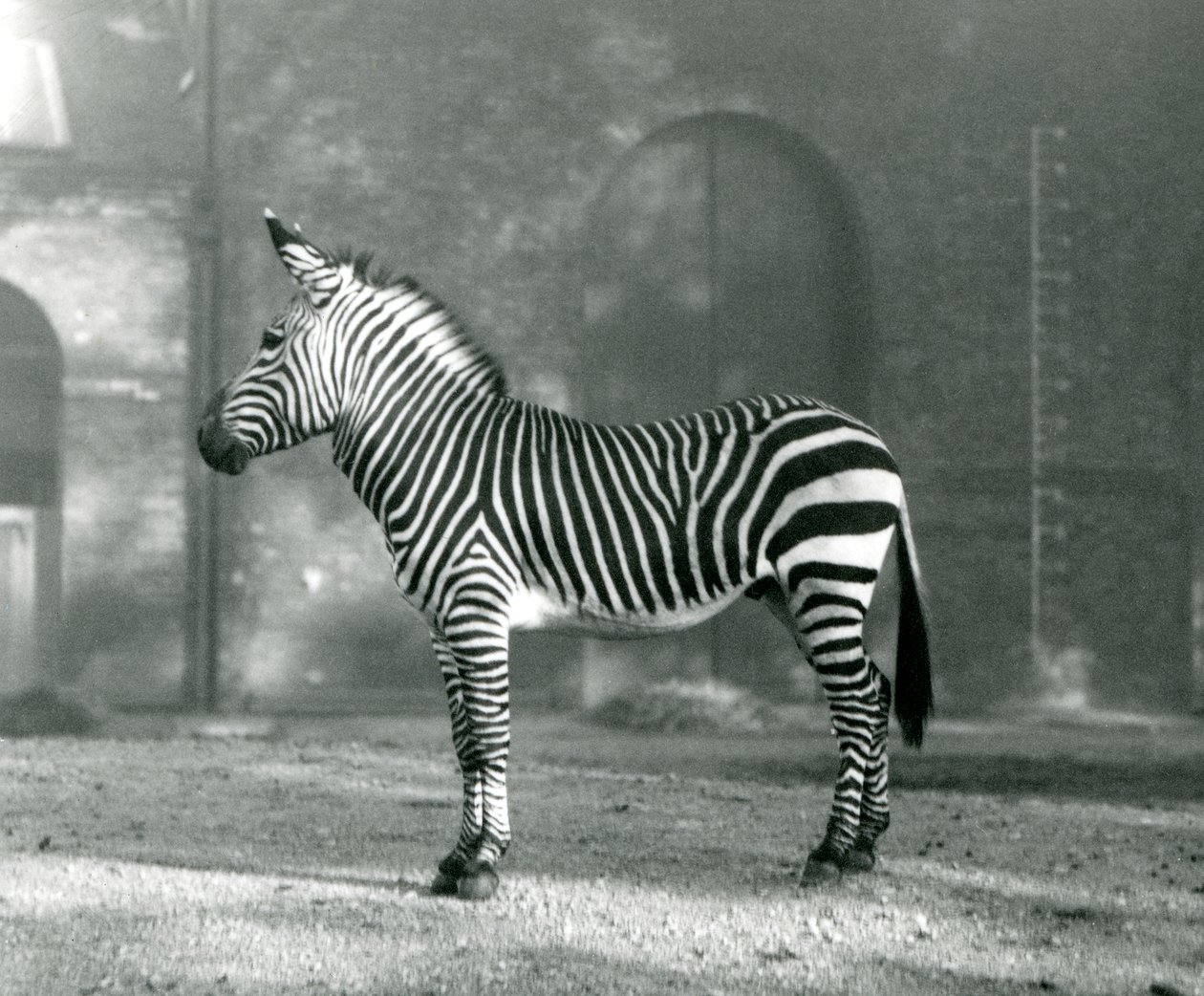 Een mannelijke Bergzebra x Hartmanns Bergzebra staat in zijn paddock in de Londense Zoo in september 1927 door Frederick William Bond