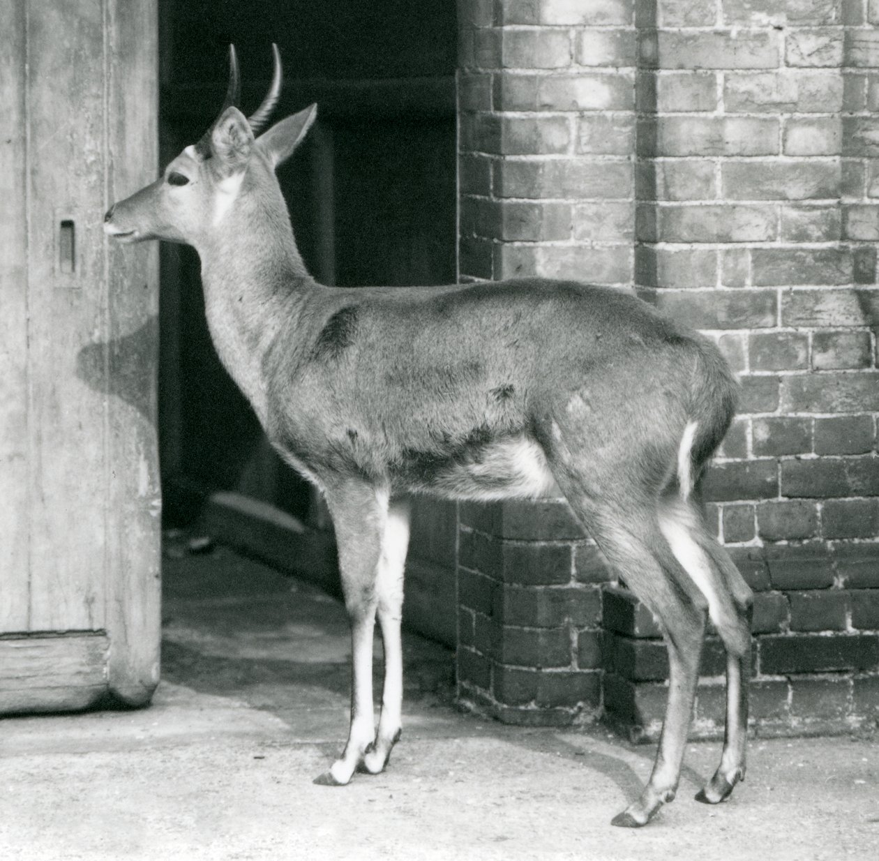 Een mannelijke Zuidelijke Rietbok staat bij de deur van het antilopenhuis, Londense Zoo, 6 oktober 1927 door Frederick William Bond