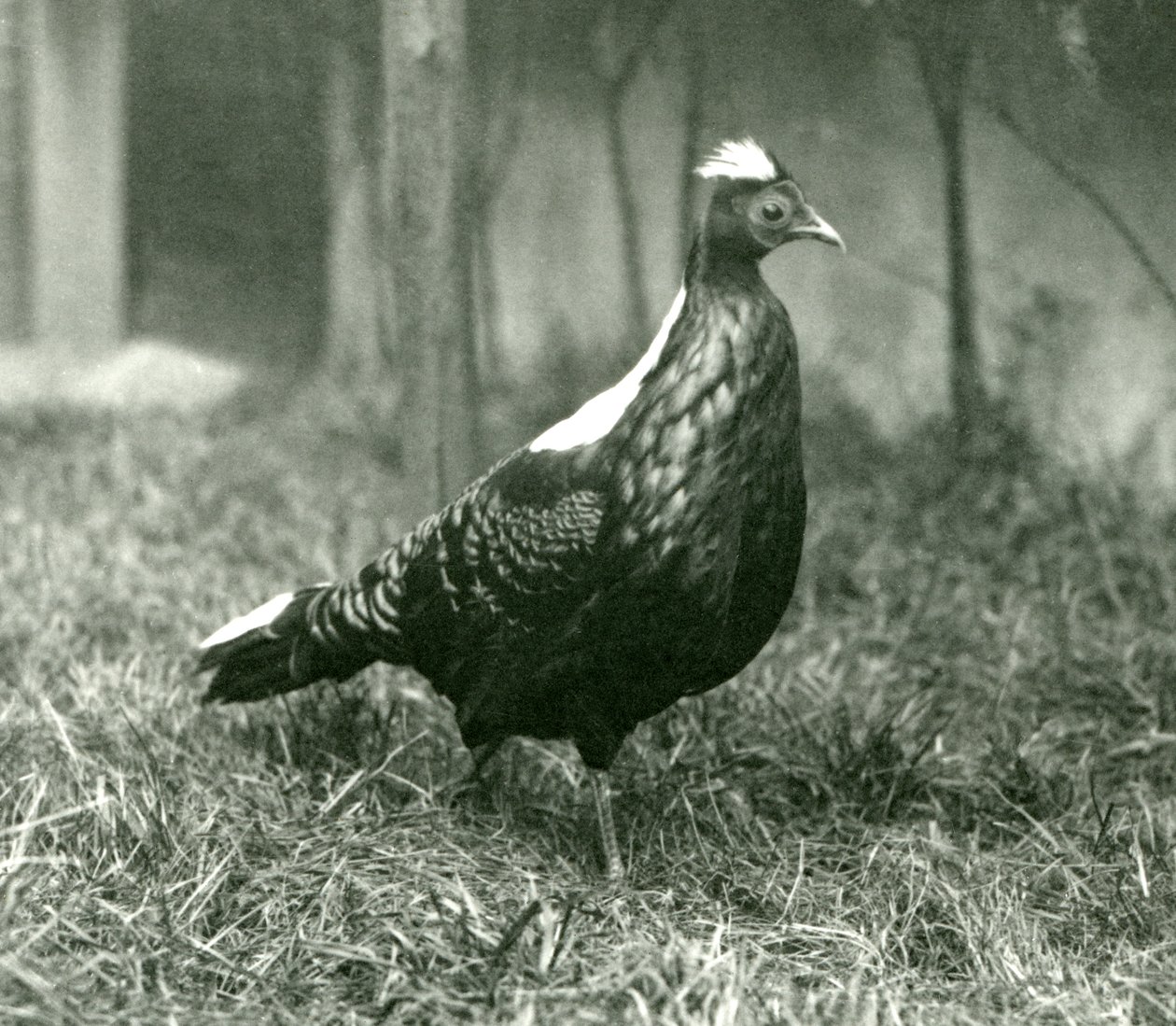 Een mannelijke Swinhoes fazant in de Londense dierentuin, september 1923 door Frederick William Bond