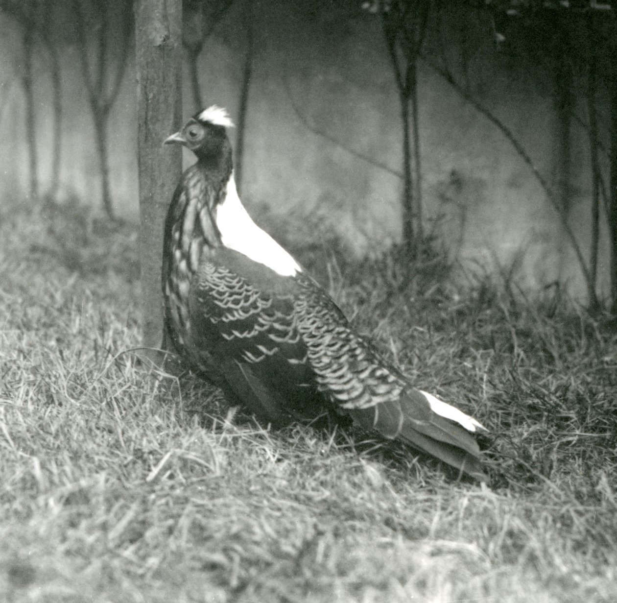 Een mannelijke Swinhoes fazant in de Londense dierentuin, september 1923 door Frederick William Bond