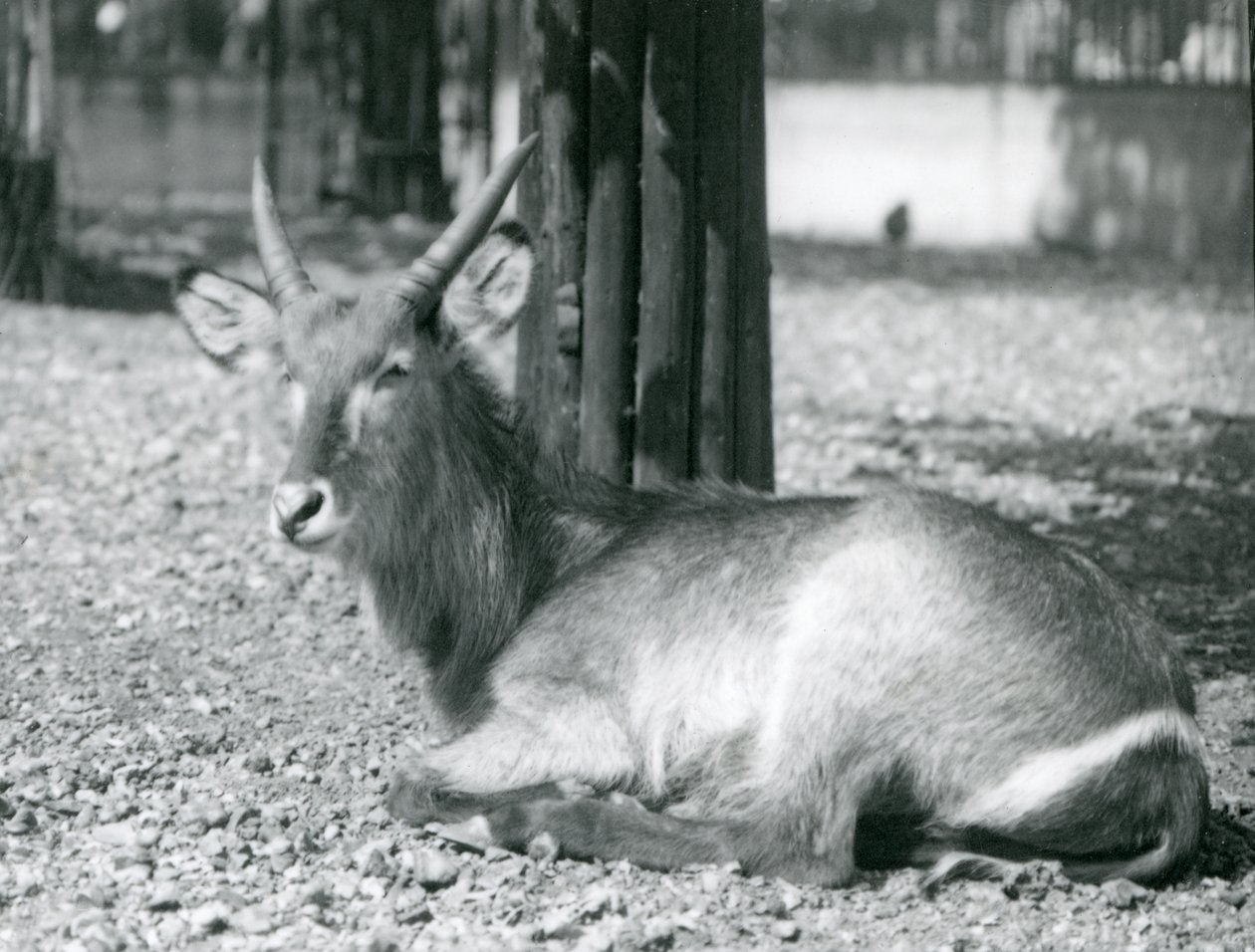 Een mannelijke waterbok, Kobus ellipsiprymnus, zittend in zijn verblijf in London Zoo, jaren 1920 door Frederick William Bond