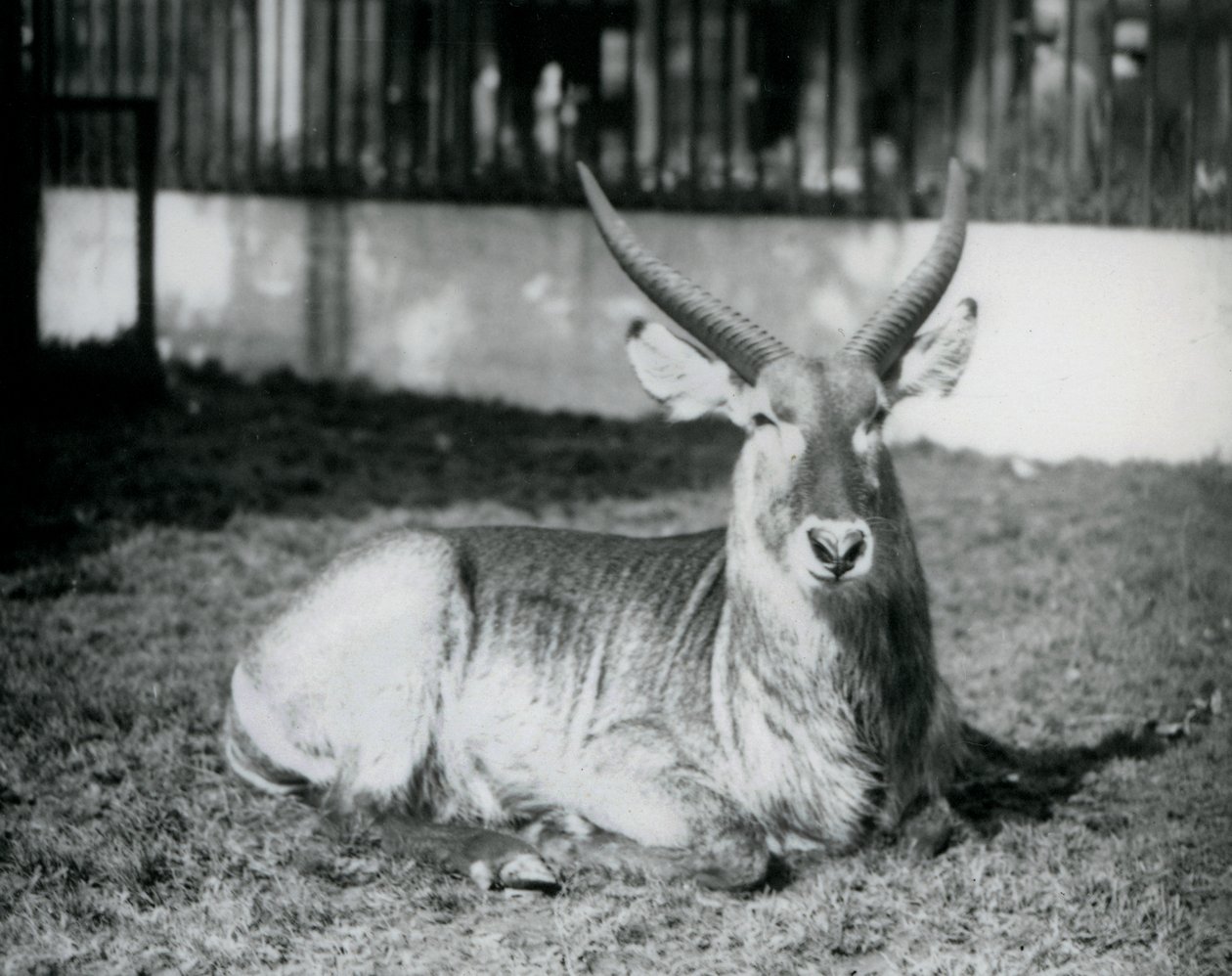 Een mannelijke waterbok liggend op het gras in zijn weide in London Zoo in 1928 (zwart-wit foto) door Frederick William Bond
