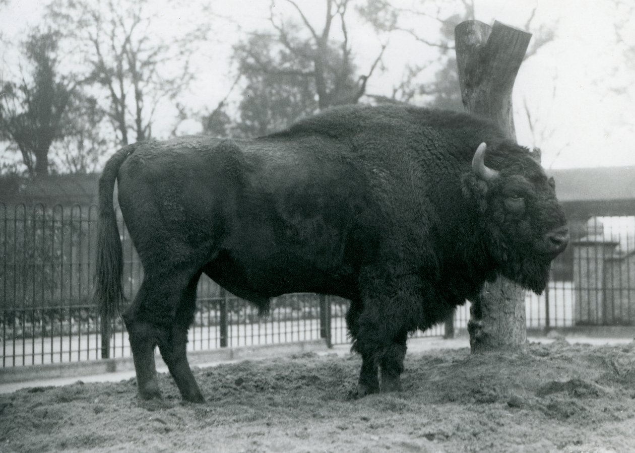 Een mannelijke Europese Bizon staand op het gras in zijn paddock. London Zoo, oktober 1927. De kwetsbare Europese Bizon staat ook bekend als Wisent, of Europese Houtbizon. door Frederick William Bond