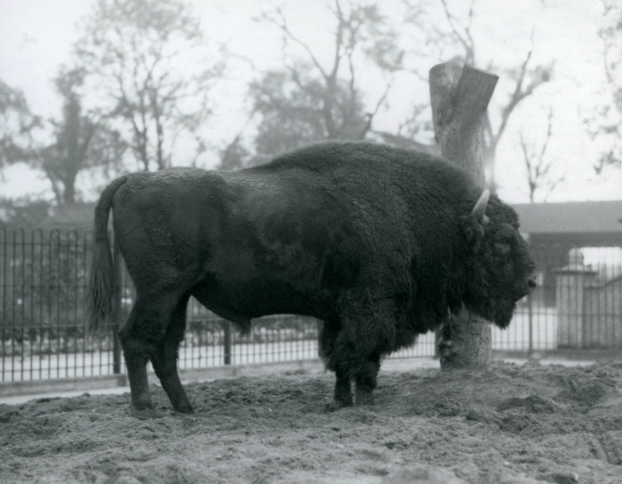 Een mannelijke Europese Bizon staand op het gras in zijn paddock. London Zoo, oktober 1927. De kwetsbare Europese Bizon staat ook bekend als Wisent, of Europese Houtbizon. door Frederick William Bond