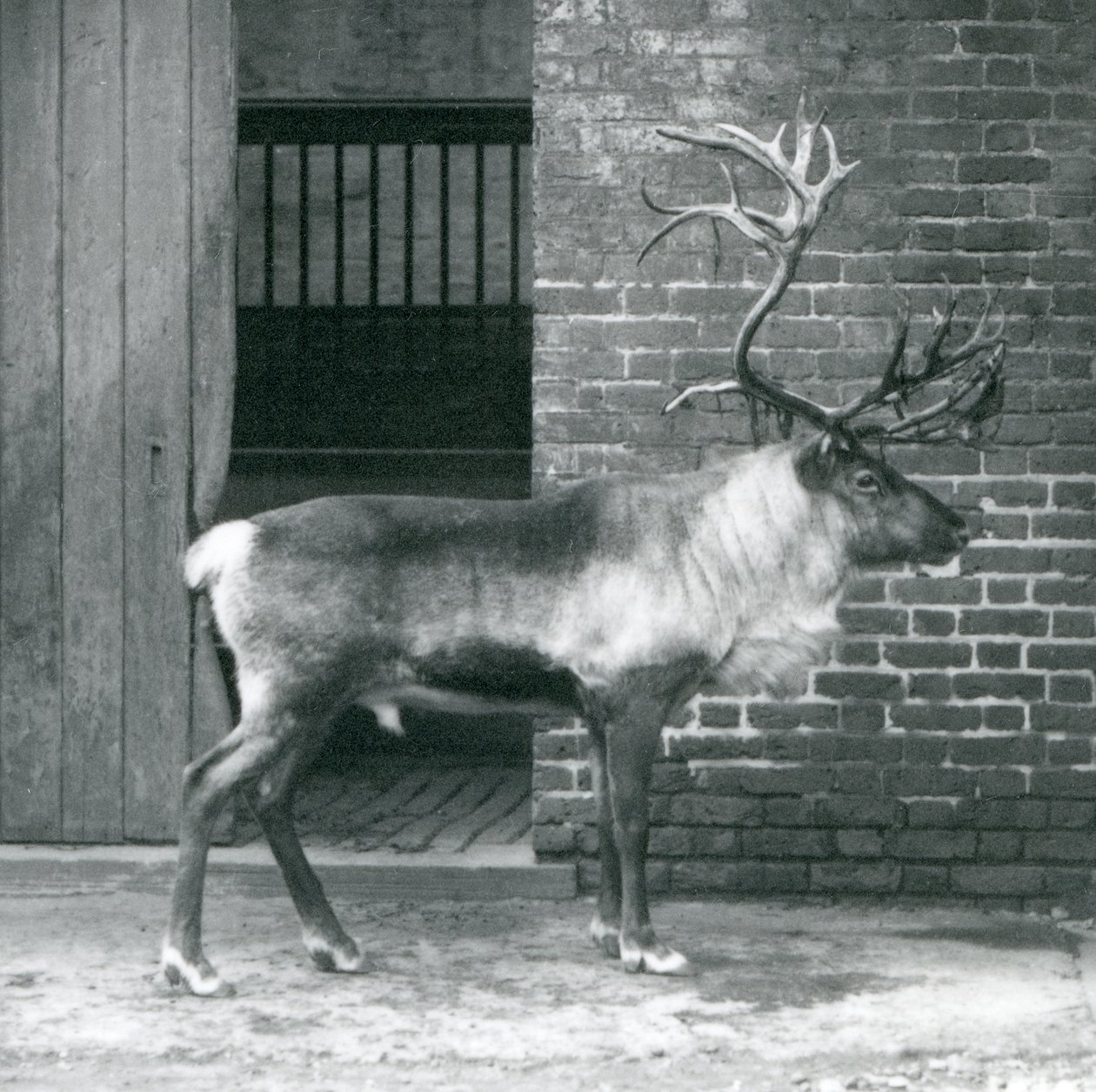 Een volwassen Rendierhert staat in zijn paddock in de London Zoo in 1925 door Frederick William Bond