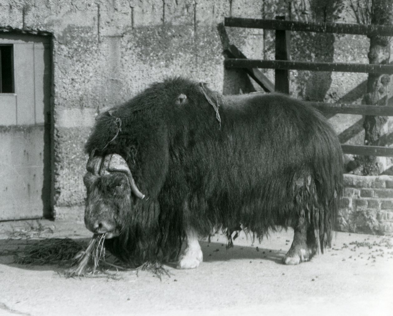 Een volwassen stier Muskox, ook gespeld als Musk ox en Musk-ox, staand en etend in zijn omheining in London Zoo in 1931 (zw/w foto) door Frederick William Bond