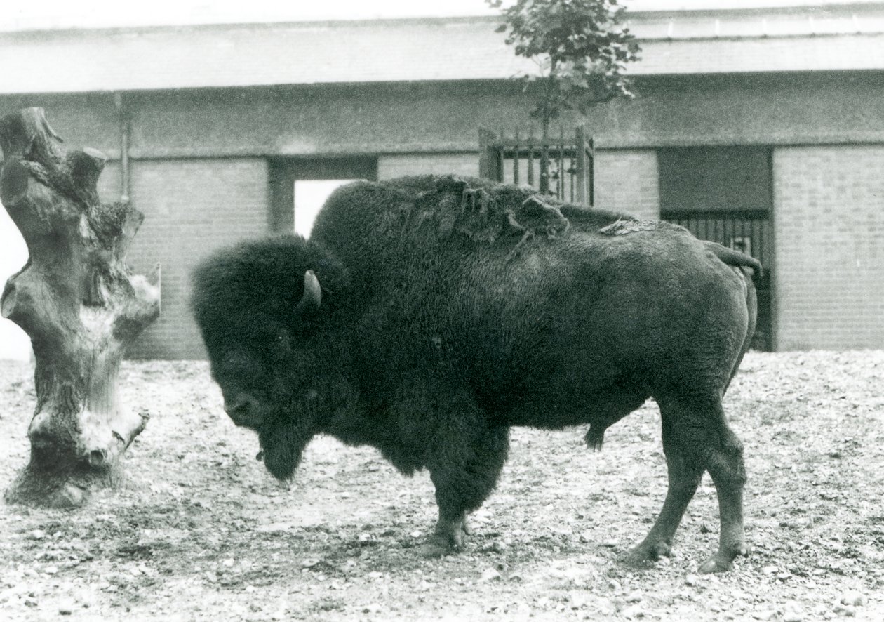 Een Bijna Bedreigde Amerikaanse Bison Buffelstier staand in zijn paddock, London Zoo, 1927 door Frederick William Bond