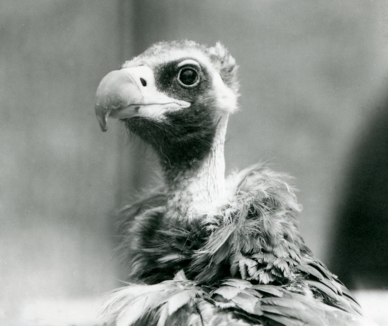 Een bijna bedreigde Euraziatische zwarte gier in de London Zoo, juli 1926 door Frederick William Bond