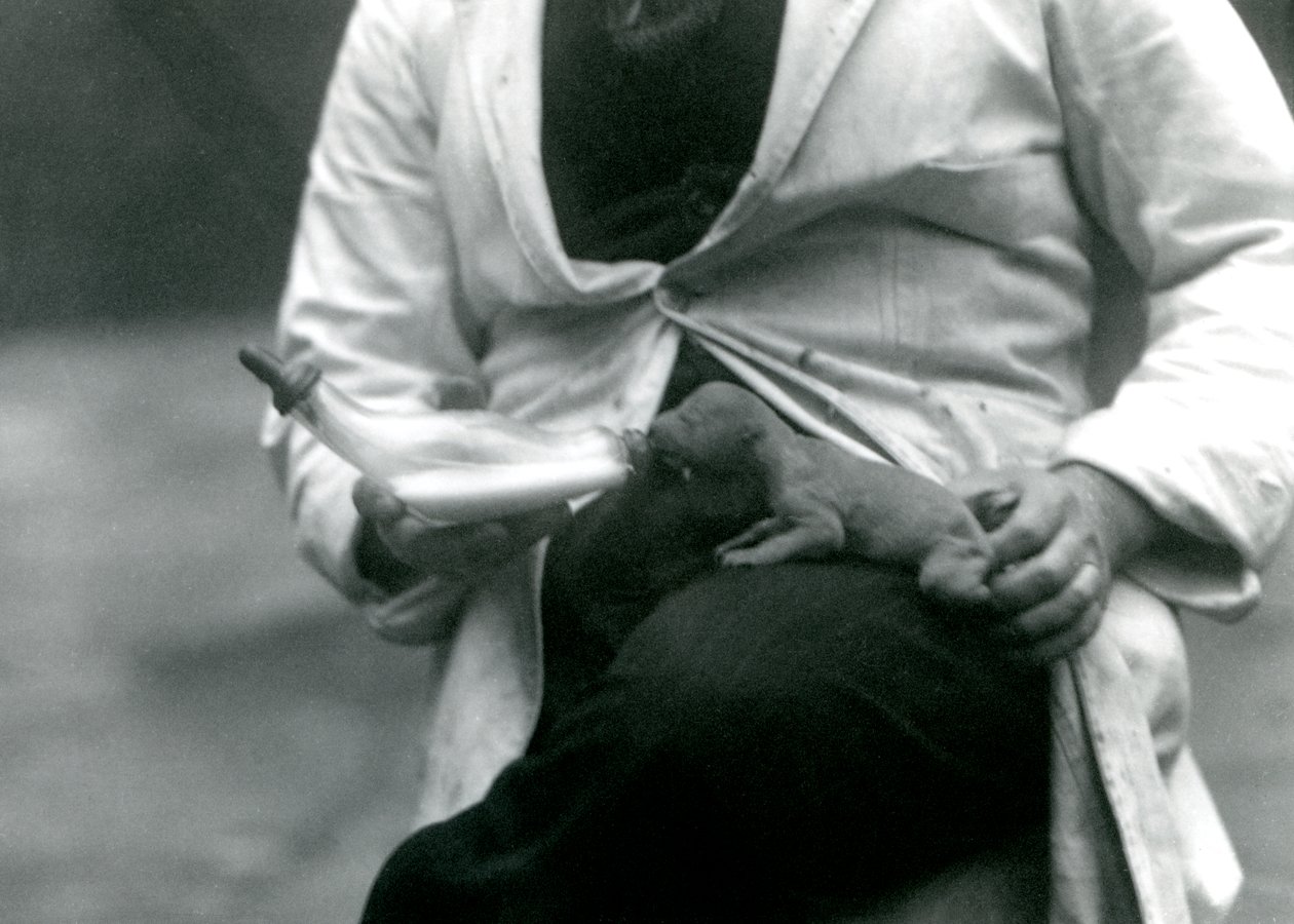 Een pasgeboren leeuwenwelp wordt met de fles gevoed door zijn verzorger, London Zoo door Frederick William Bond