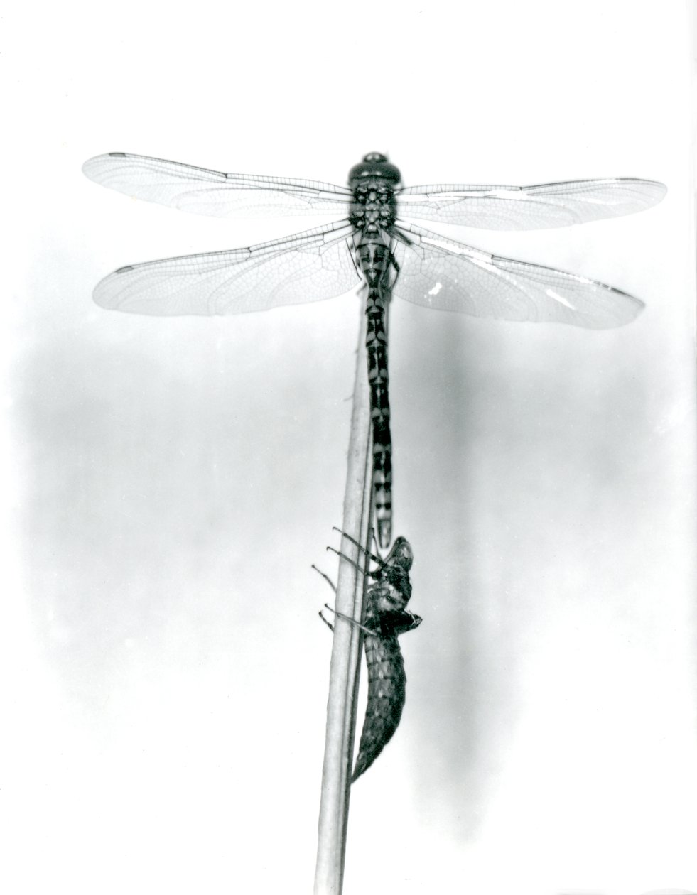 Een pas uitgekomen Gouden-ringlibel droogt zijn vleugels terwijl hij rust op een riet boven zijn lege larvale schaal, of exuvia, London Zoo, 1925 door Frederick William Bond