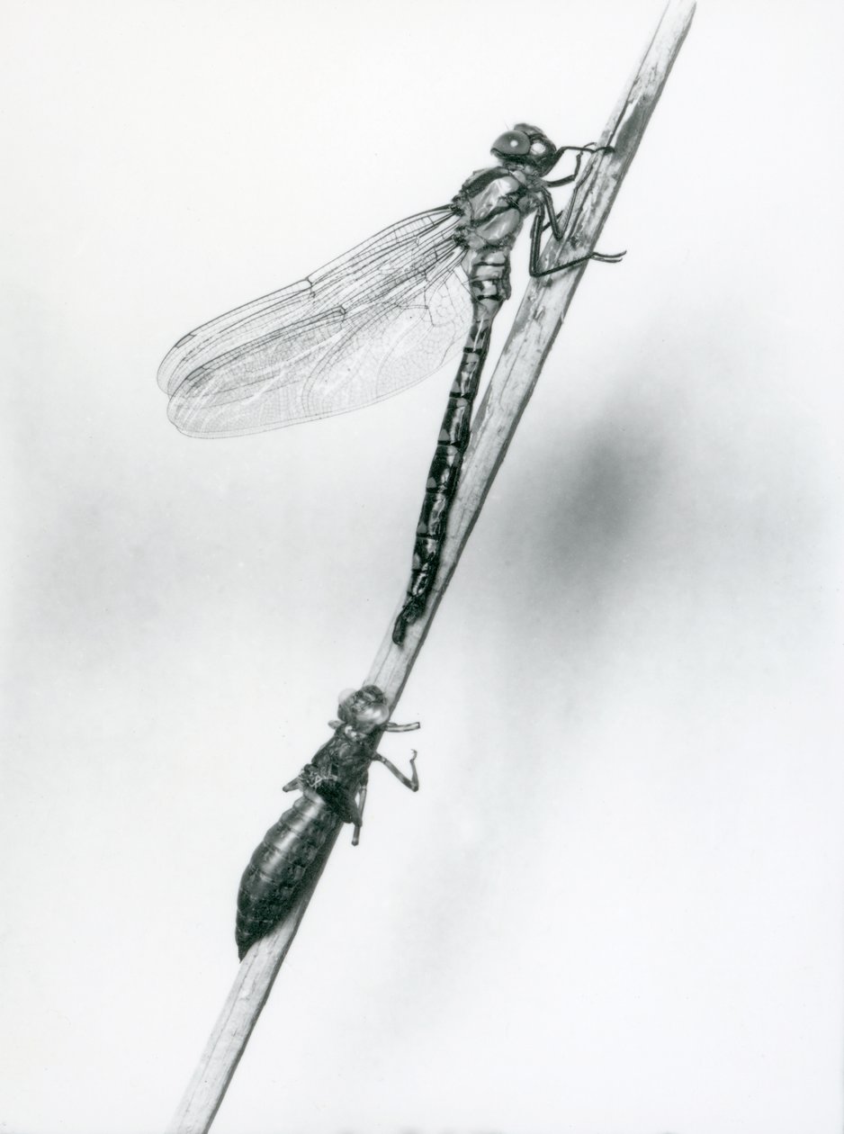 Een pas uitgekomen Gouden-ringlibel rust op een riet boven zijn lege larvale schaal, of exuvia, London Zoo, 1925 door Frederick William Bond