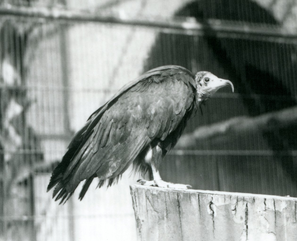 Een nu ernstig bedreigde Kapgier staand op een stam, London Zoo, september 1925 door Frederick William Bond