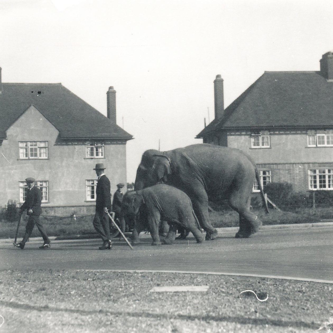Een paar Indische olifanten lopen van Tilbury naar ZSL Whipsnade door Frederick William Bond